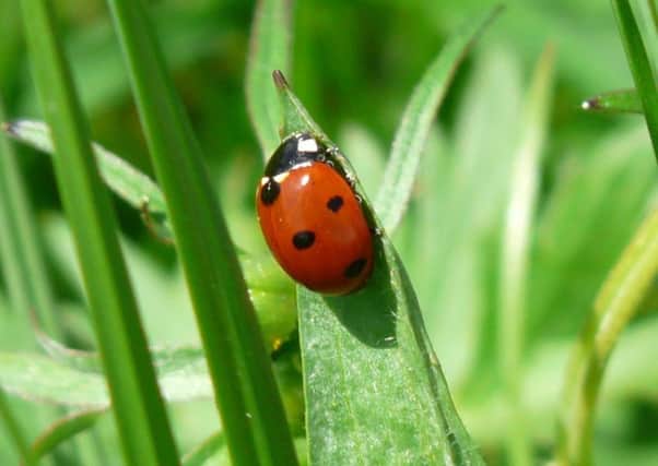 Swarms of ladybirds have been spotted around Sussex today