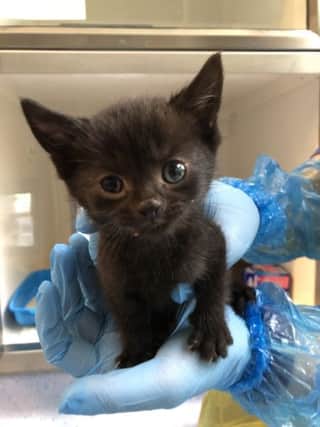 Tiny kitten Jerry SUS-180810-162109001