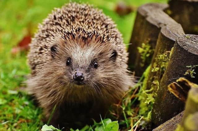 In danger - the humble hedgehog.
