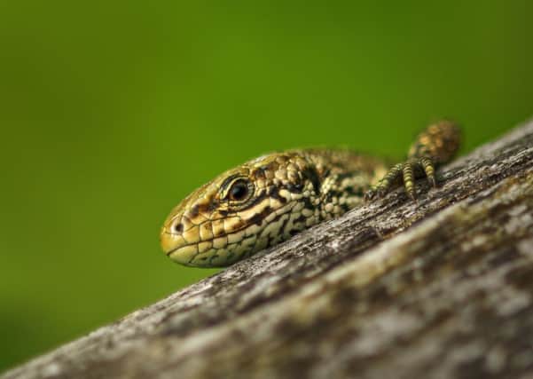 Sideways Glance by Sean Stones. Photo provided by Sussex Wildlife Trust