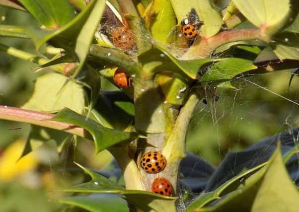 Ladybirds have been seen in large groups. Photo: Alan Edwards SUS-161027-113718001