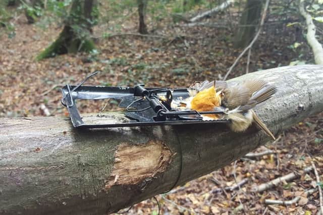 A robin was found dead in one of the traps
