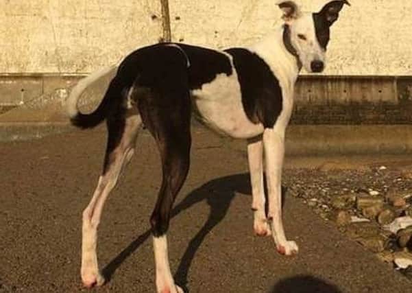 Pip, a greyhound-Great Dane crossbreed, was stolen in Brighton, but has since been found in Burgess Hill