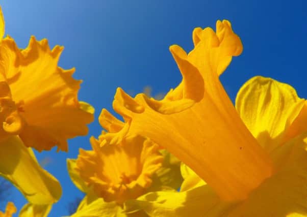 Daffodils SUS-181016-103921001