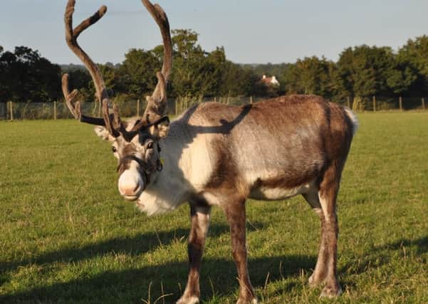 One of the reindeers from the The Reindeer Centre based in Bethersden set to visit