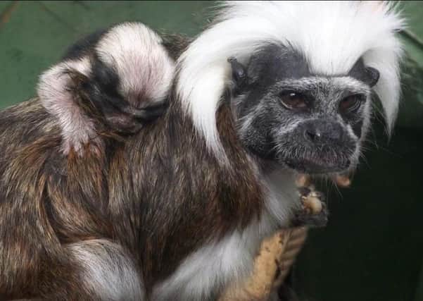 One of the cotton-top tamarins at the zoo exploring on its parent's back