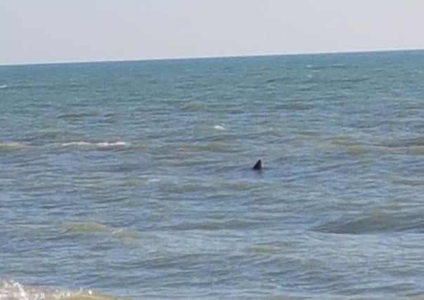 A basking shark was spotted close to Hastings Pier. Picture: Ross Walters