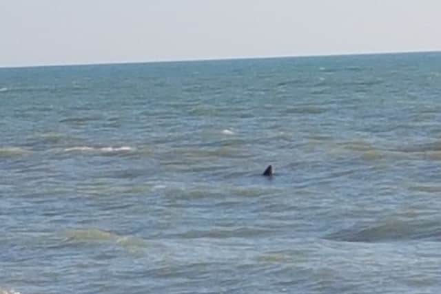 A basking shark was spotted close to Hastings Pier. Picture: Ross Walters