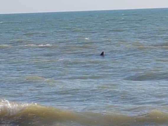 Ross Walters spotting a basking shark while he was swimming close to Hastings Pier. Picture: Ross Walters