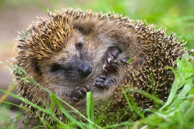 Check your bonfires for hedgehogs