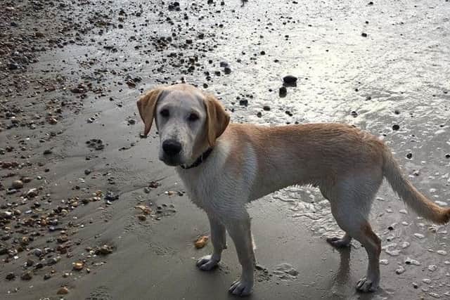 Max, a labrador, has been found. Picture contributed