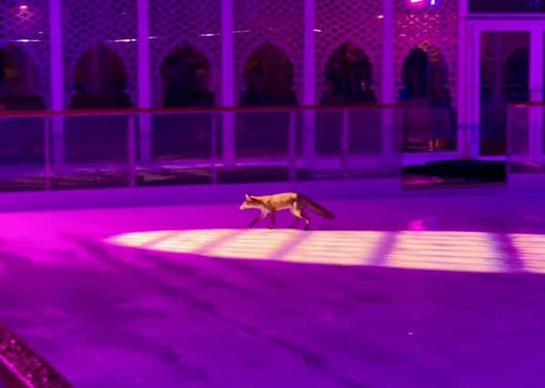 A fox gets a sneak preview of the Royal Pavilion Ice Rink