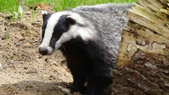 The boys were praised for rescuing a badger (Photograph: Pixabay)