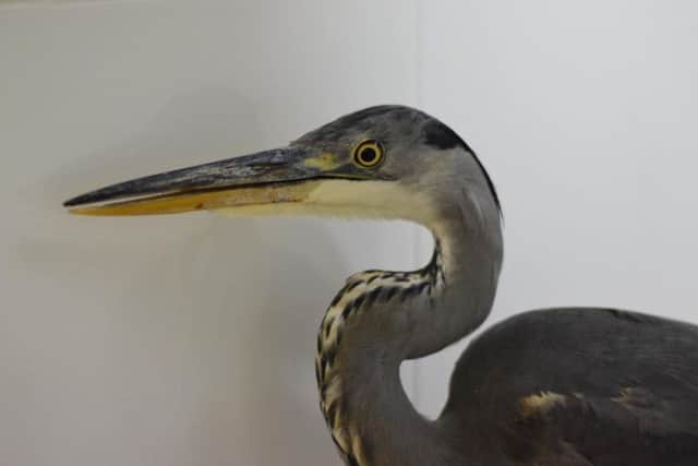 Heron found with an injured wing in Eastbourne SUS-181031-100811001