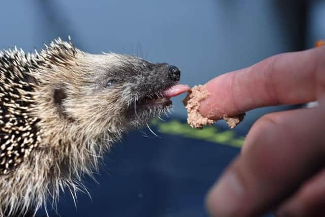 Hungry baby hedgehog is fed with kitten food SUS-181031-100749001
