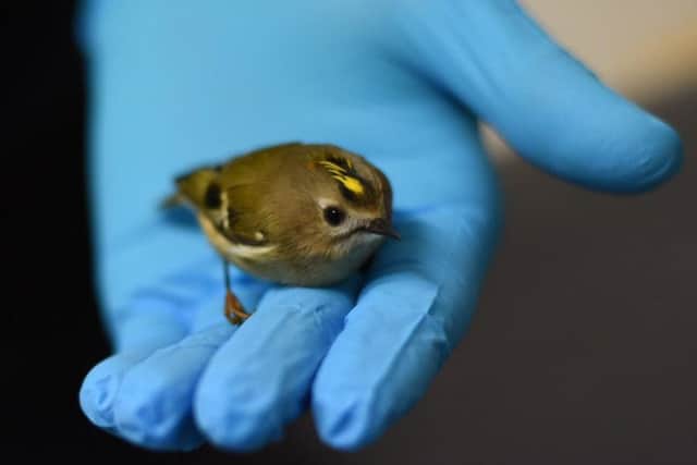 Goldcrest, which flew into a window in Whitesmith SUS-181031-101057001