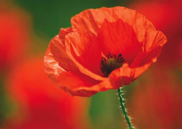Close-up of a bright red poppy J0037  POPPY FLOWER, GENERIC