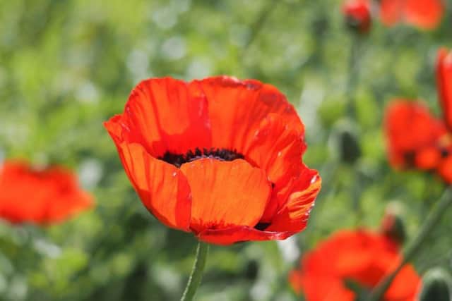 Ardingly residents are invited to the Remembrance Day event this Sunday (November 11)