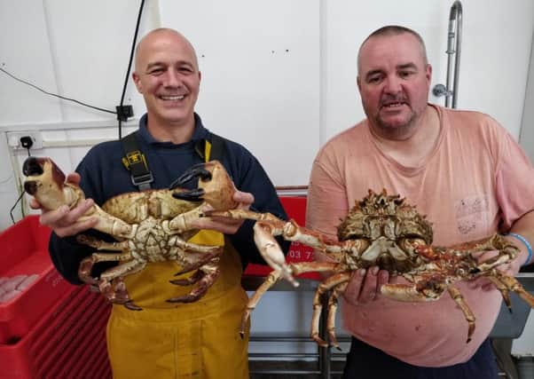 Jay Hunter (L) of Browns Seafoods and Sean Hunter(R) a
Littlehampton Fisherman holding Seans large 2.8 kg Brown crab and 2.1kg Spider crab caught on the same day