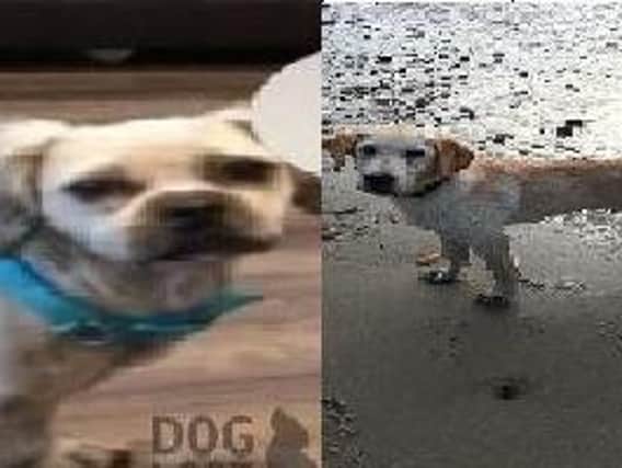 Ziggy and Max have both been found. Pictures contributed
