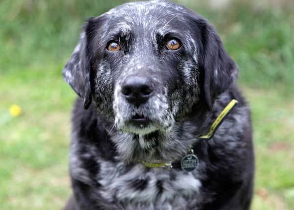 Dogs Trust Shoreham's dog of the week Rissa