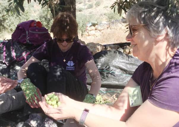 Glen Edey, right, picking olives to help struggling Palestinian farmers