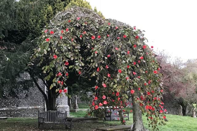 The tree adorned with poppies