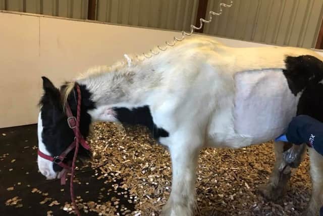 Wilbur is in need of serious help to get better again. Photo by Rainbow Bridge Equine Rescue
