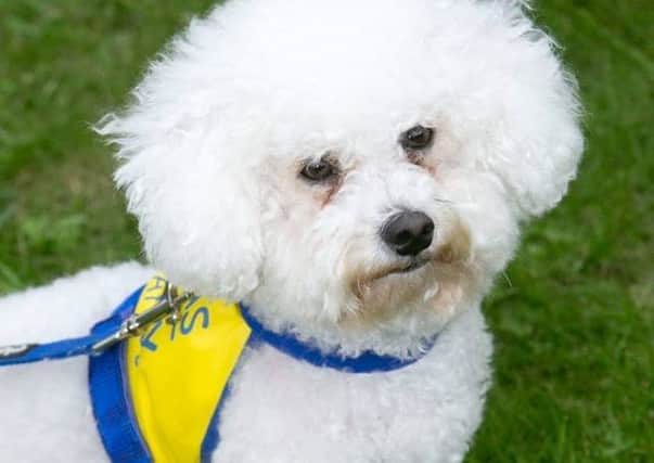 Bella the bichon frise has been nominated for Pets As Therapy's Therapy Dog of the Year