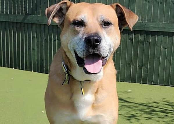 Mike from Dogs Trust Shoreham is looking for a home