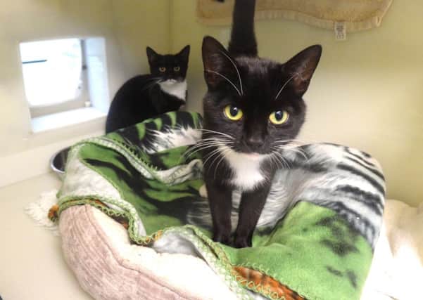 Cats Shadow and Whiskas SUS-181119-130016001