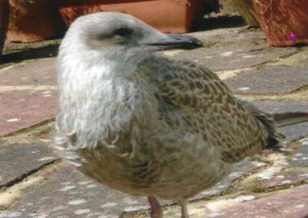 Babe the seagull has been more or less adopted by Hampden Park resident Elizabeth Wright