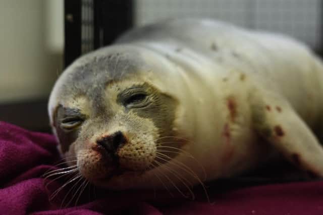 The injured seal was rescued by WRAS volunteers