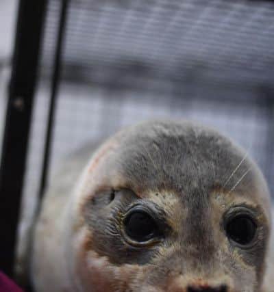 The injured seal was rescued by WRAS volunteers