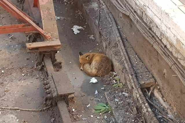 A fox was spotted sleeping behind the buffers at Platform 3 in Brighton Railway Station today (Tuesday November 20).