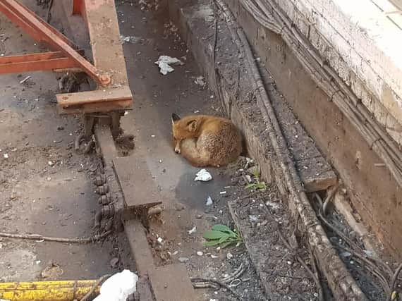 A fox was spotted sleeping behind the buffers at Platform 3 in Brighton Railway Station today (Tuesday November 20).