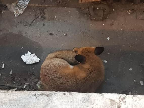 A fox sneaked into Brighton railway station to take a nap this morning