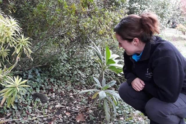 Wadars animal rescue officer Julie Brewer releasing the hedgehog back into Highdown Gardens