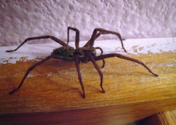 House Spider SUS-150826-153822001