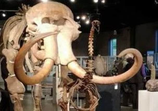 Mammoth and moa skeletons sold at auction
