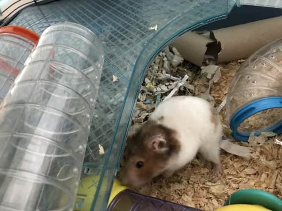 Cecilia, the Horsham hamster, was left abandoned in a car park