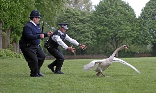 Sergeant Angel and PC Butterman dealing with the loose swan in Hot Fuzz