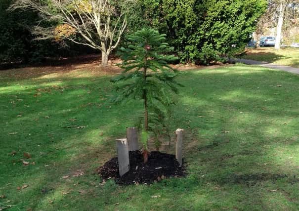 New tree for Park SUS-181127-095949001