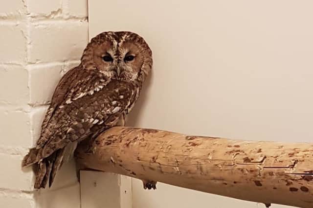 Tawny owl from Laughton SUS-181128-123250001