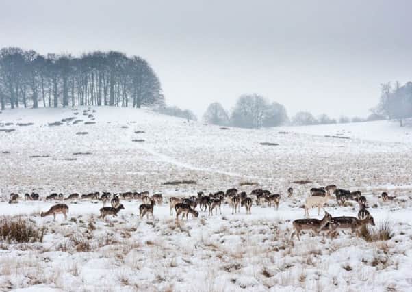 Deer in a park in the snow taken by a Camera Club member