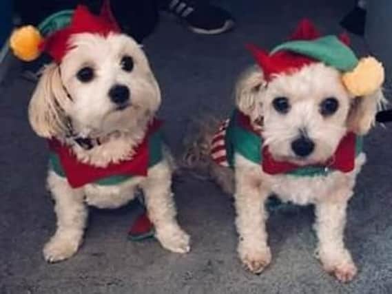Candy and May have entered the Pet Festive competition in their elf outfits