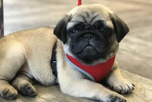 Pups from pugs to poodles were at Brown's Natural Pet Store's first ever puppy party
