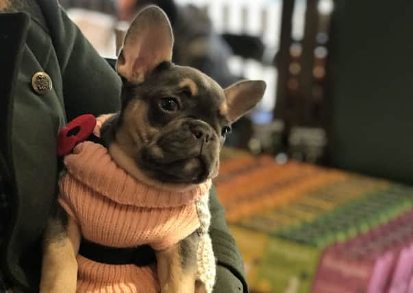 Some puppies were wrapped up for the cold weather when they arrived at the puppy party