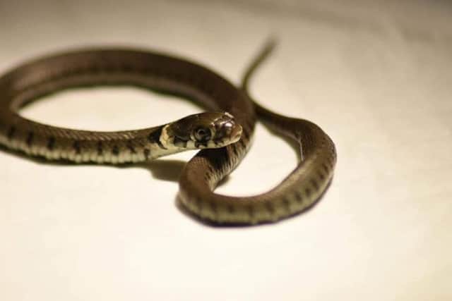Baby grass snake SUS-181212-092029001