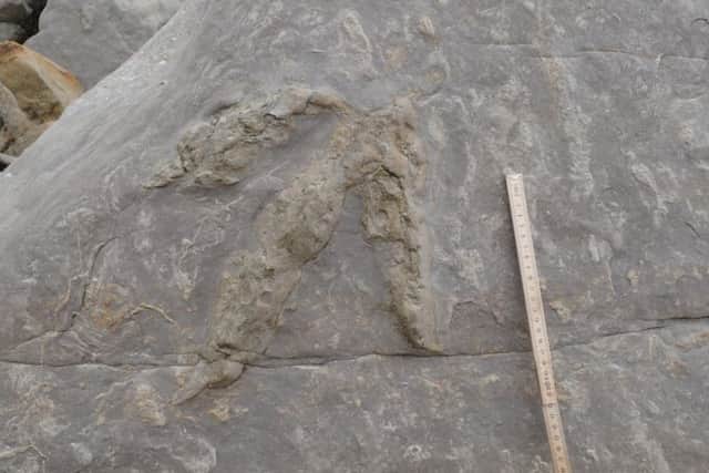 Dinosaur footprints found near Hastings. Photo courtesy of SWNS.com. SUS-181217-132513001